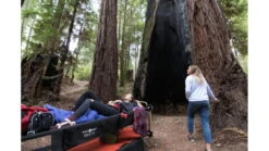 Disc-O-Bed Large Cot System W/ 2 Side Organizers -Garmin Shop opplanet disc o bed disc o bed cot with 2 side organizers black large 30501bo av 5