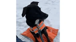 Survive Outdoors Longer Escape Insulated Trail Seat 7 Survive Outdoors Longer Escape Insulated Trail Seat -Garmin Shop opplanet survive outdoors longer escape insulated trail seats 0140 2005 av 2